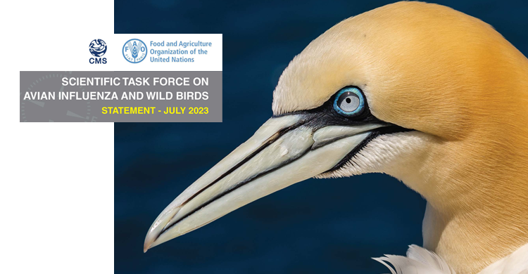 Northern Gannet (Morus bassanus) © Sergey Dereliev, www.dereliev-photography.com